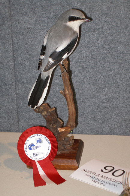 2009-averla